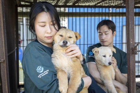Rescuing dogs from a dog meat farm